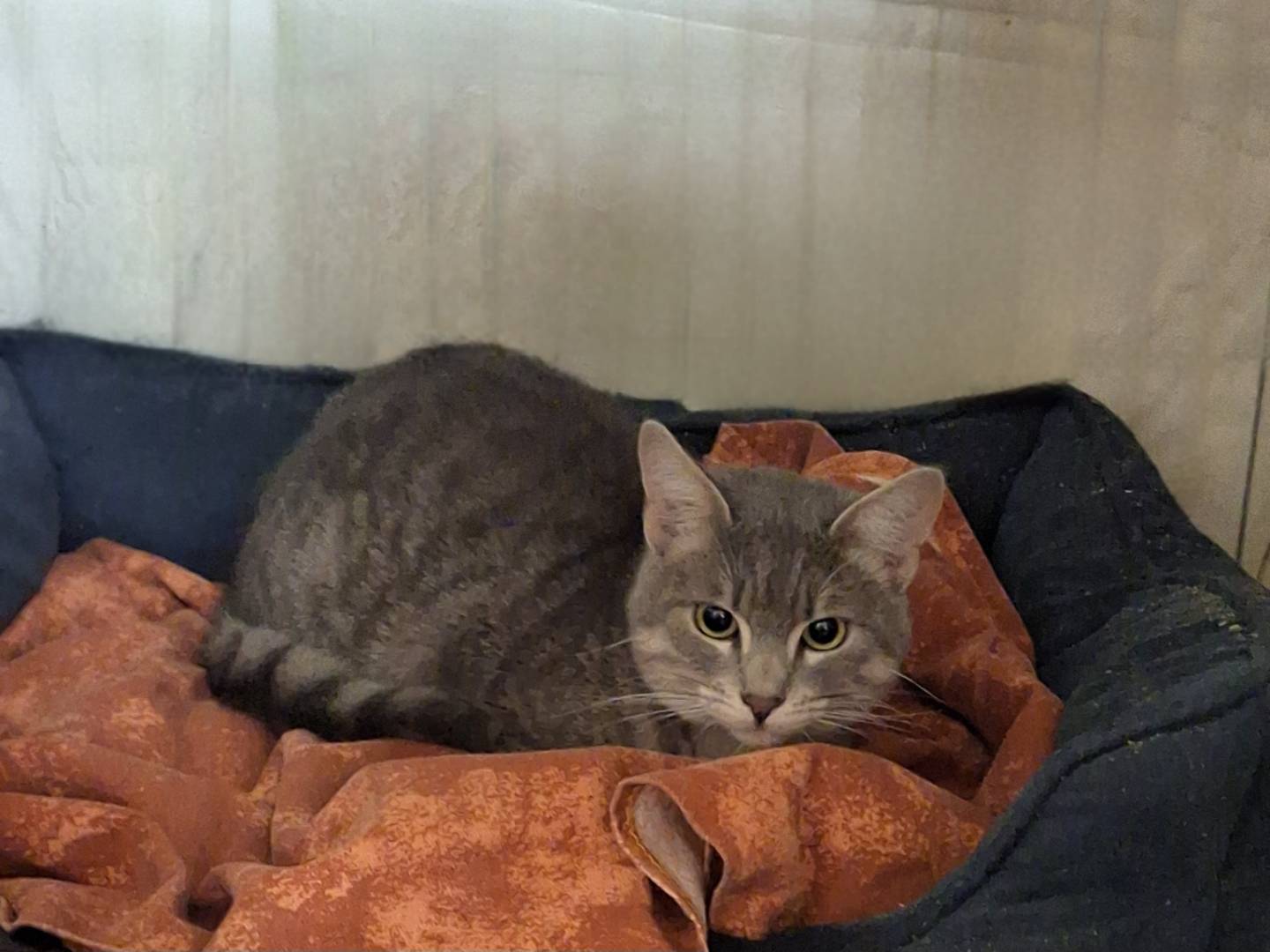 Adotta un gatto, maschio, 7 mesi, Potenza