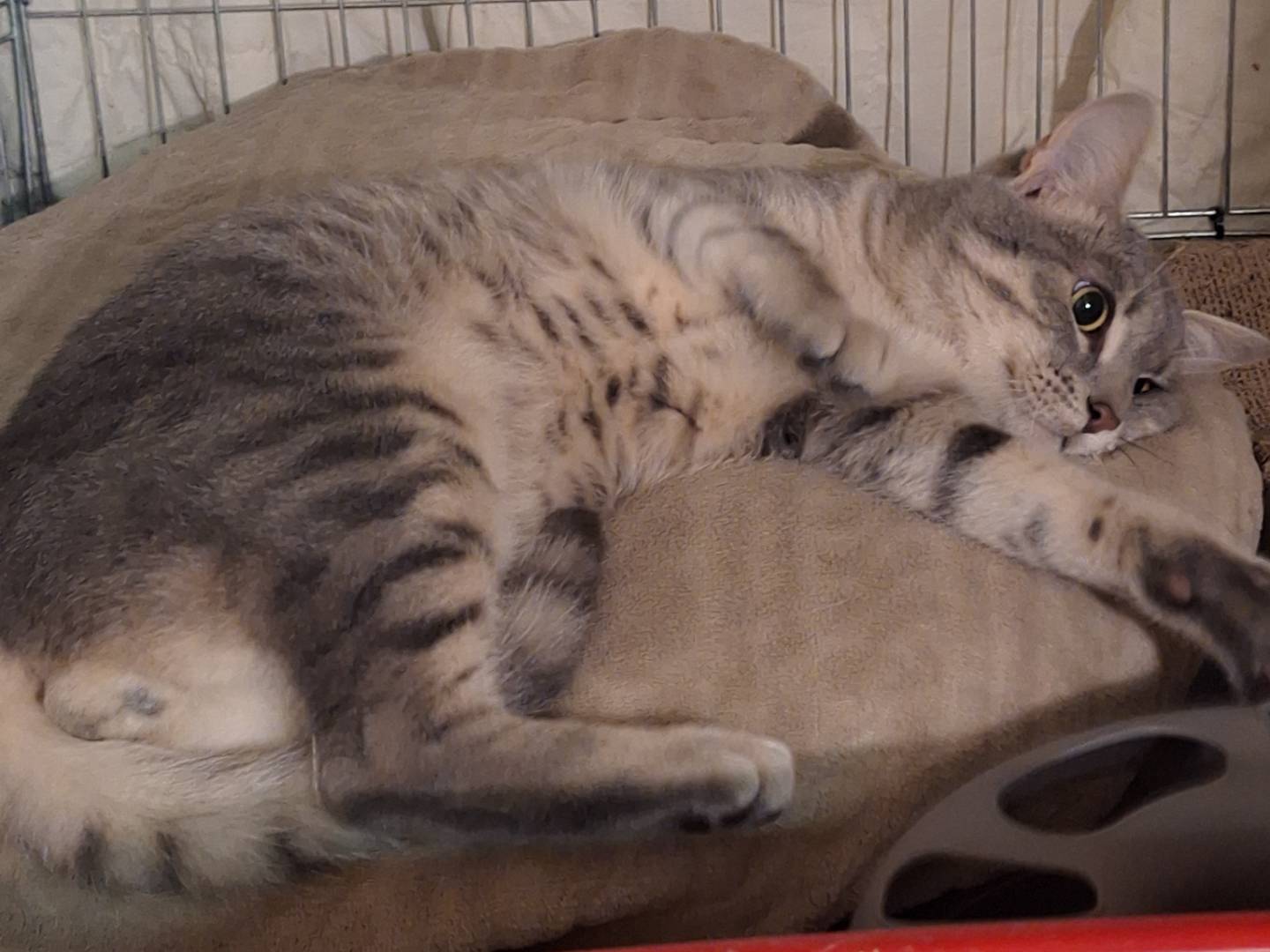 Adotta il gatto Ash a Potenza