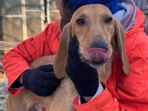 Adotta un cane, maschio, 1 anno e 5 mesi, Cremona