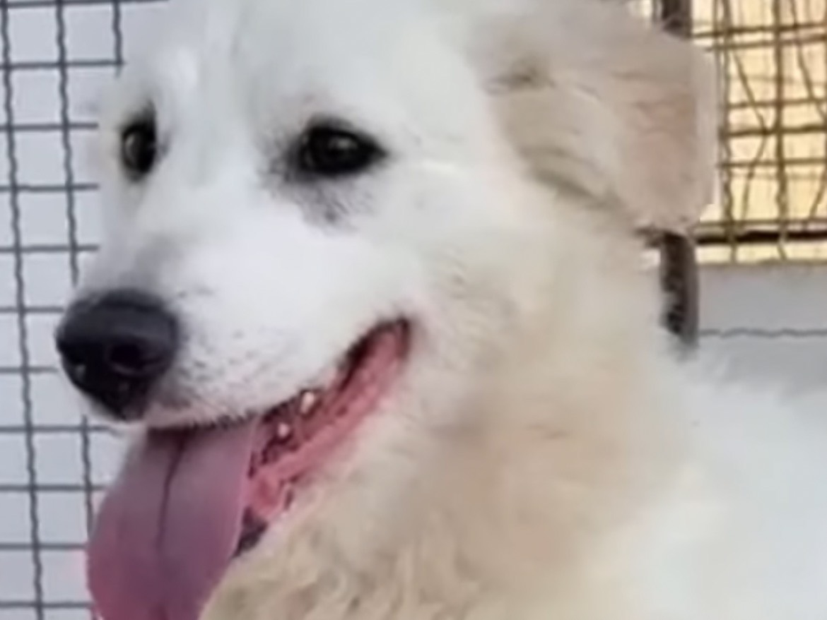 Adotta il cane ANASTASIA a Caserta