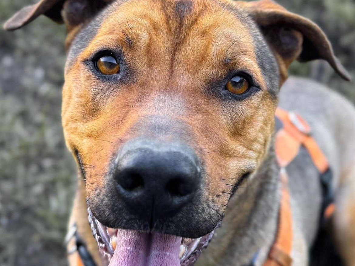 Adozione cane, maschio, Bassotto Pitbull, 2 anni e 5 mesi, taglia media contenuta, Caserta