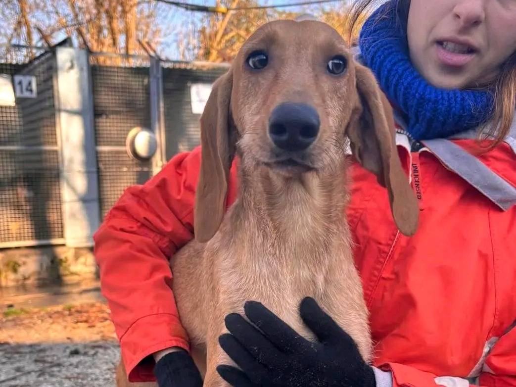 Adozione cane, maschio, Segugio Razza sconosciuta, 1 anno e 5 mesi, taglia media contenuta, Cremona