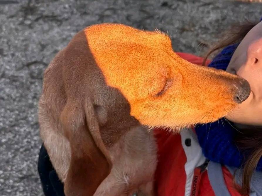 Adotta un cane, taglia media contenuta, maschio, Cremona