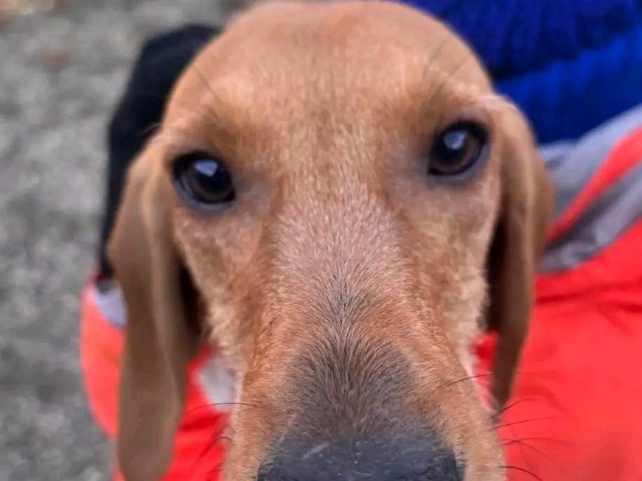 Vuoi adottare un cane a Cremona?