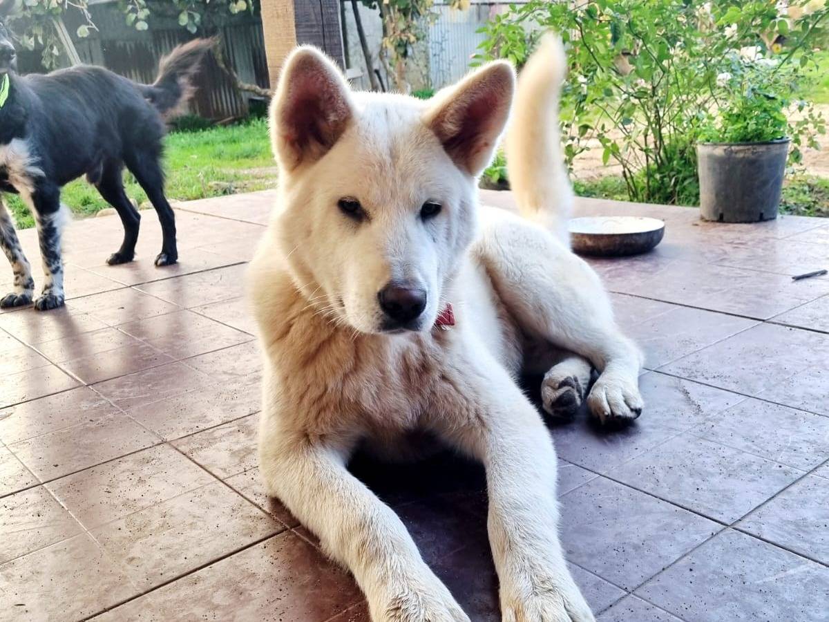 Adozione cane, maschio, Akita Siberian Husky, 1 anno, taglia grande, Cosenza