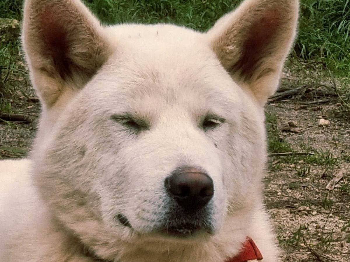 Adotta un cane, maschio, 1 anno, Cosenza