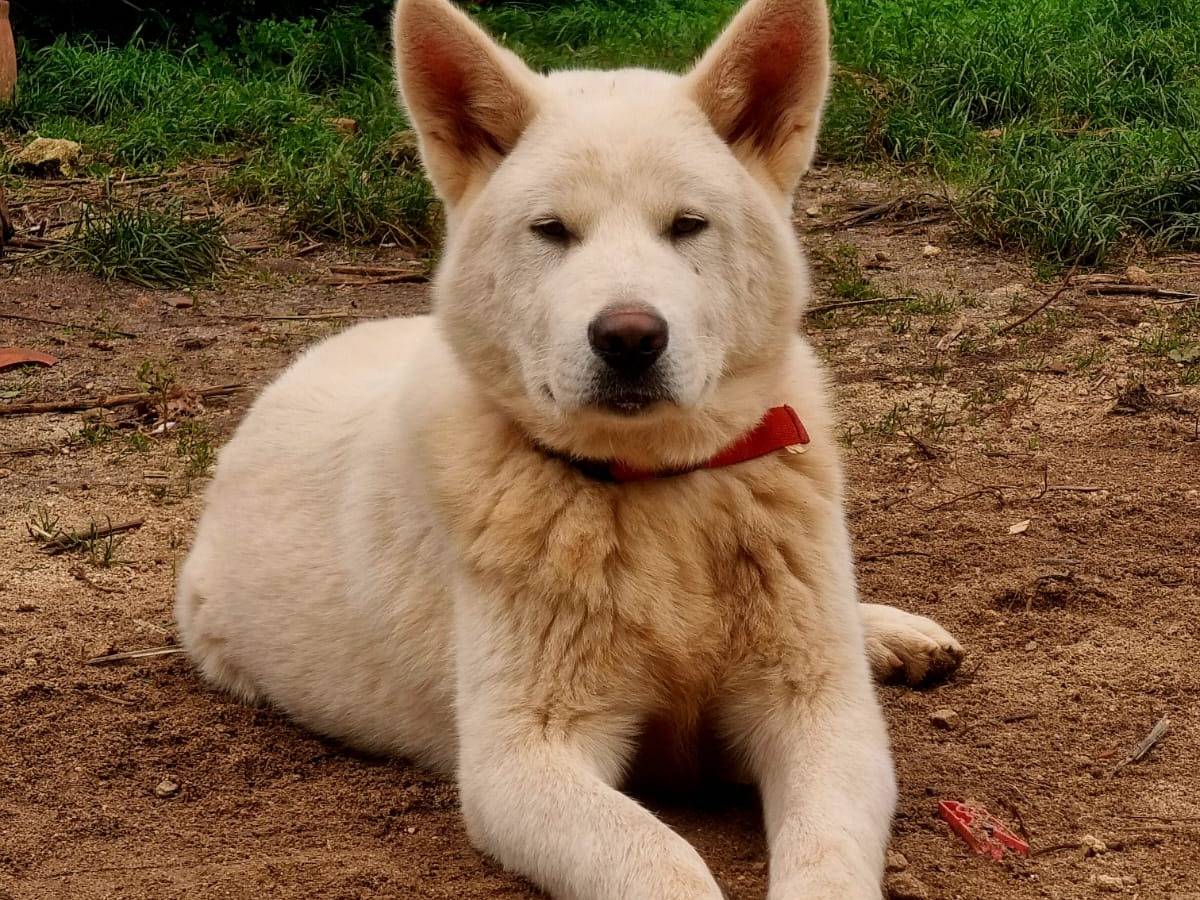 Vuoi adottare un cane a Cosenza?