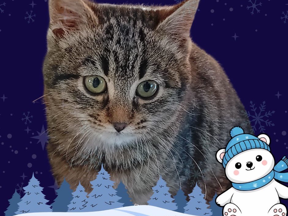 Adozione gatto, femmina, Razza sconosciuta Razza sconosciuta, 3 mesi, taglia non valida, Parma