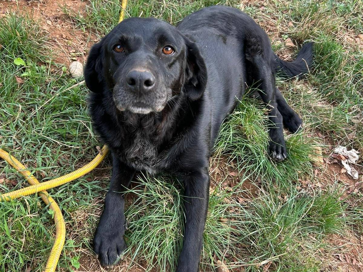 Adotta un cane, femmina, 7 anni e 6 mesi, Catanzaro