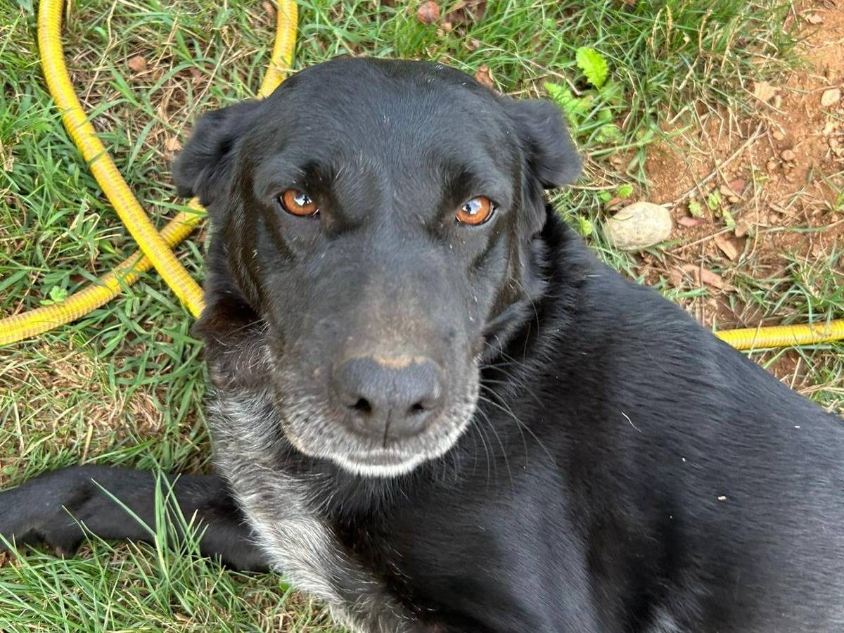 Vuoi adottare un cane a Catanzaro?