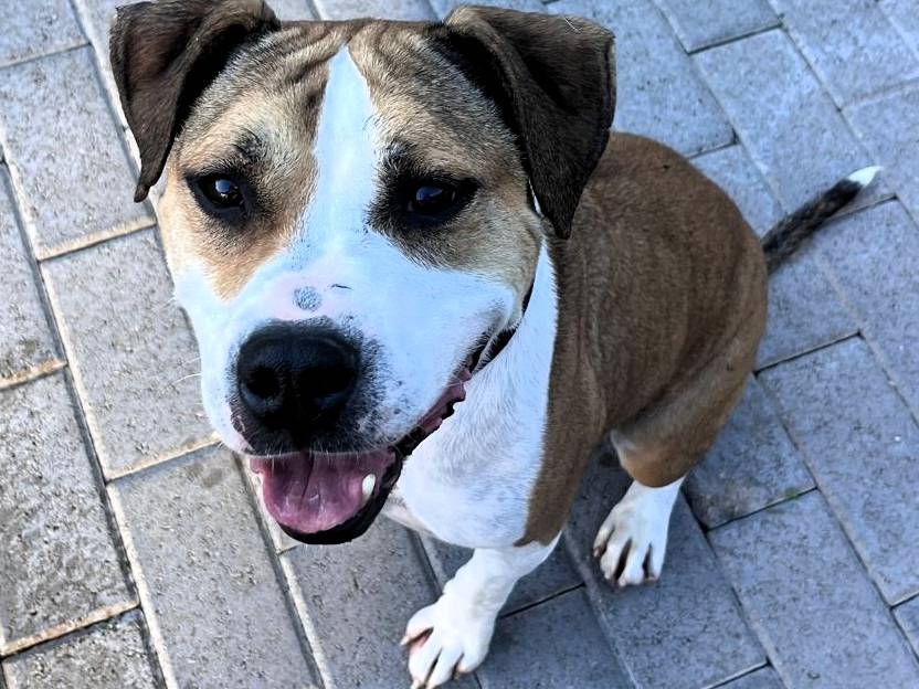 Adozione cane, maschio, Razza sconosciuta Razza sconosciuta, 6 anni e 9 mesi, taglia media, Milano