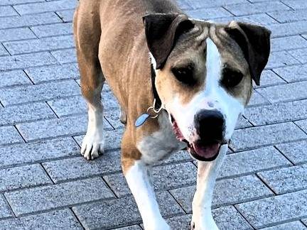 Adotta un cane, maschio, 6 anni e 9 mesi, Milano