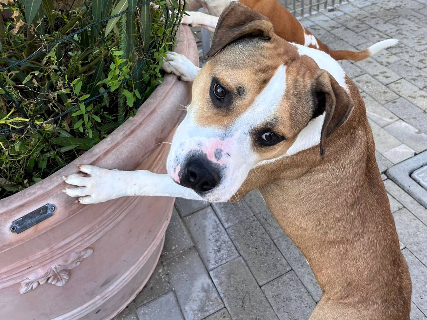 Adotta un cane, taglia media, maschio, Milano