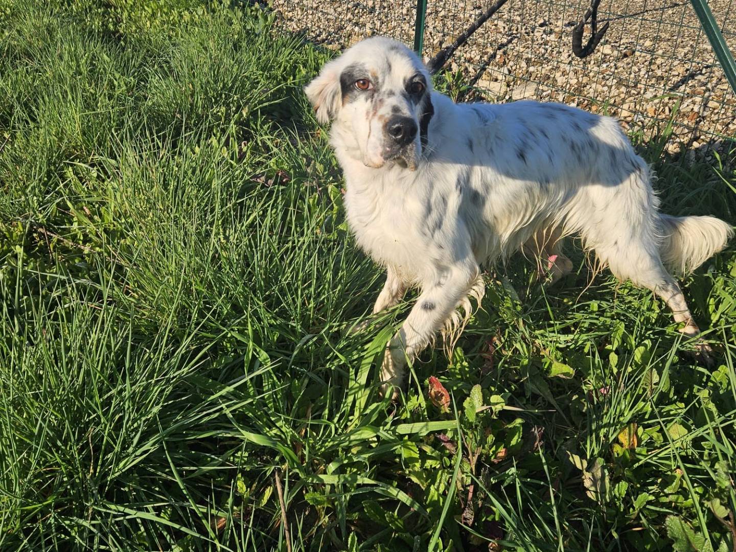 Adozione cane, maschio, Razza sconosciuta Razza sconosciuta, 2 anni e 1 mese, taglia media, Caserta