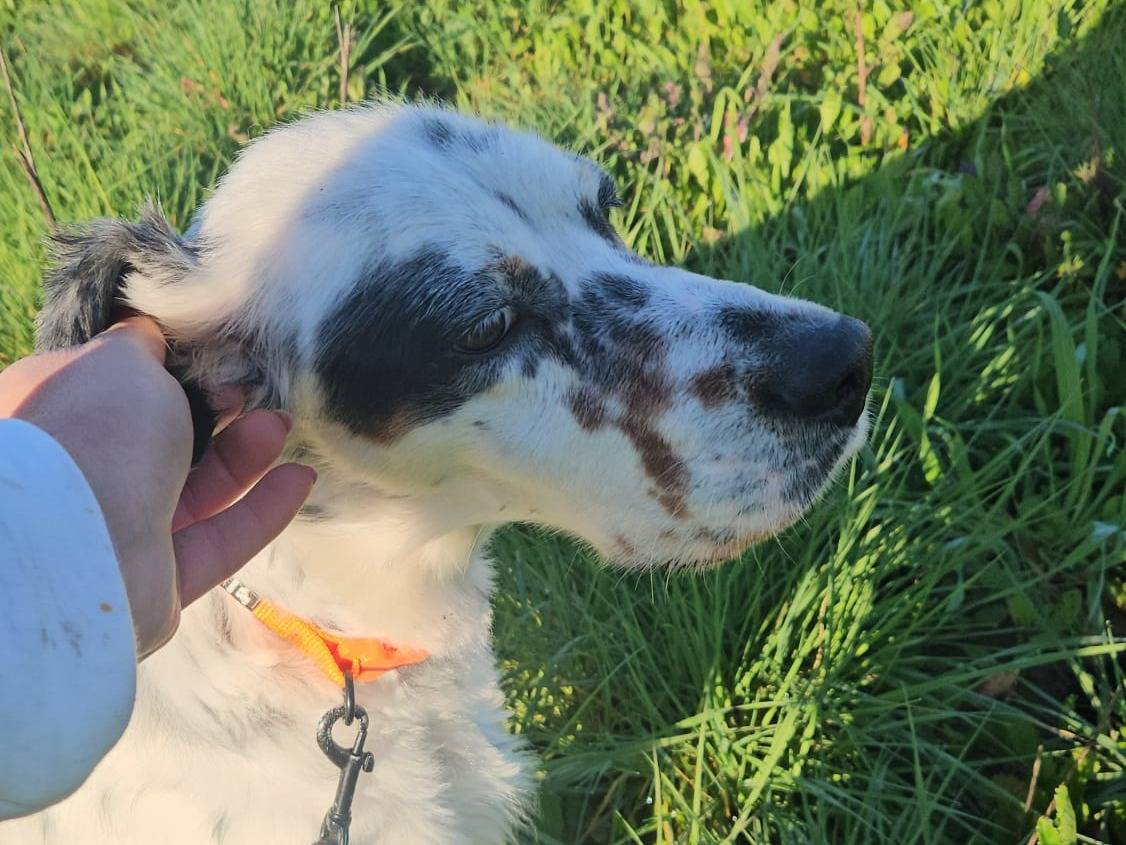 Adotta un cane, maschio, 2 anni e 1 mese, Caserta