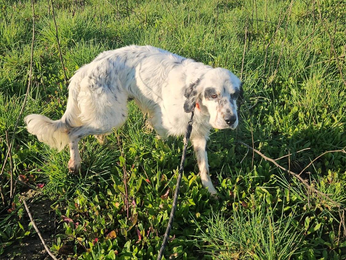 Vuoi adottare un cane a Caserta?