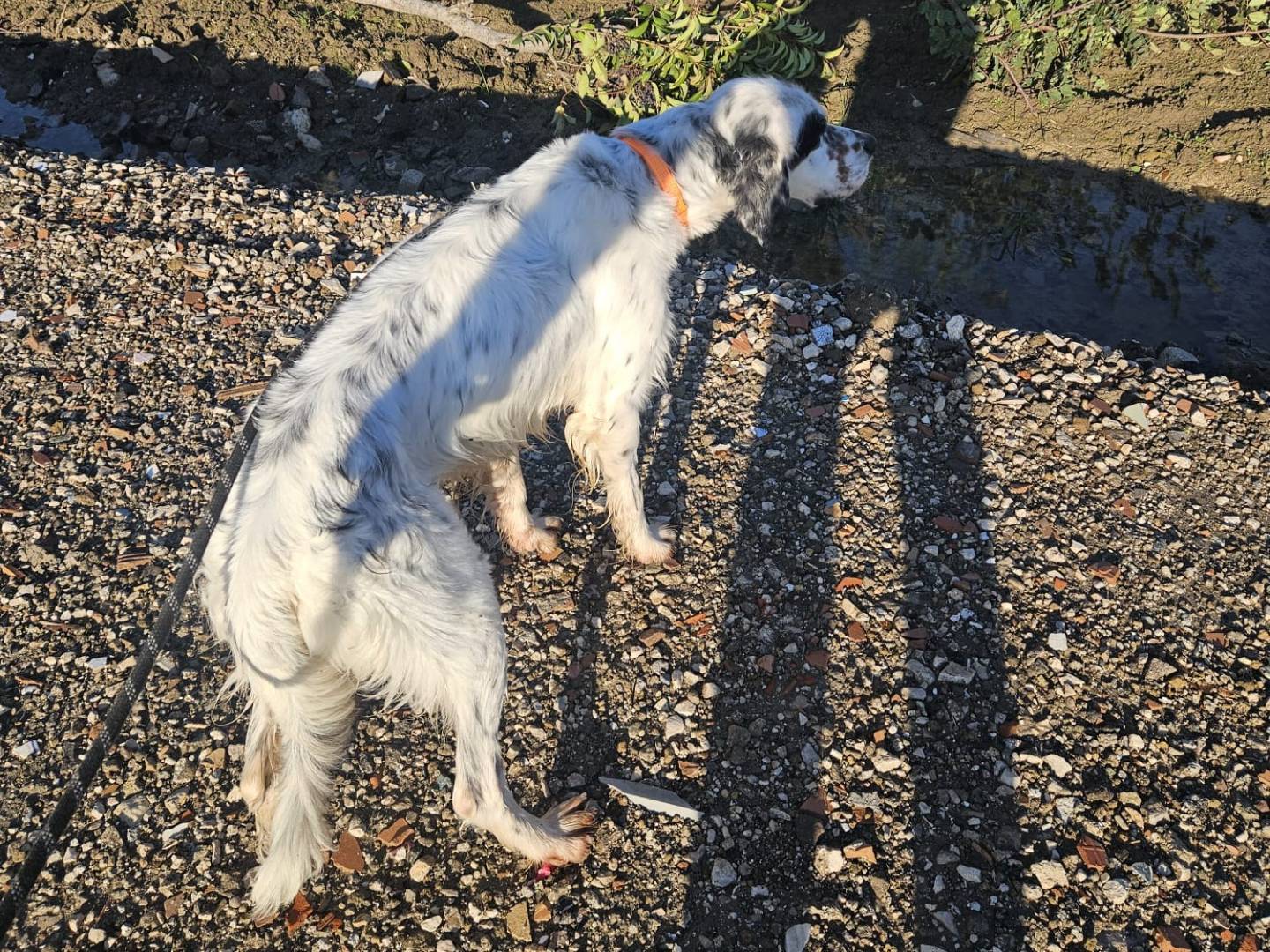 Adotta il cane ZEUS a Caserta