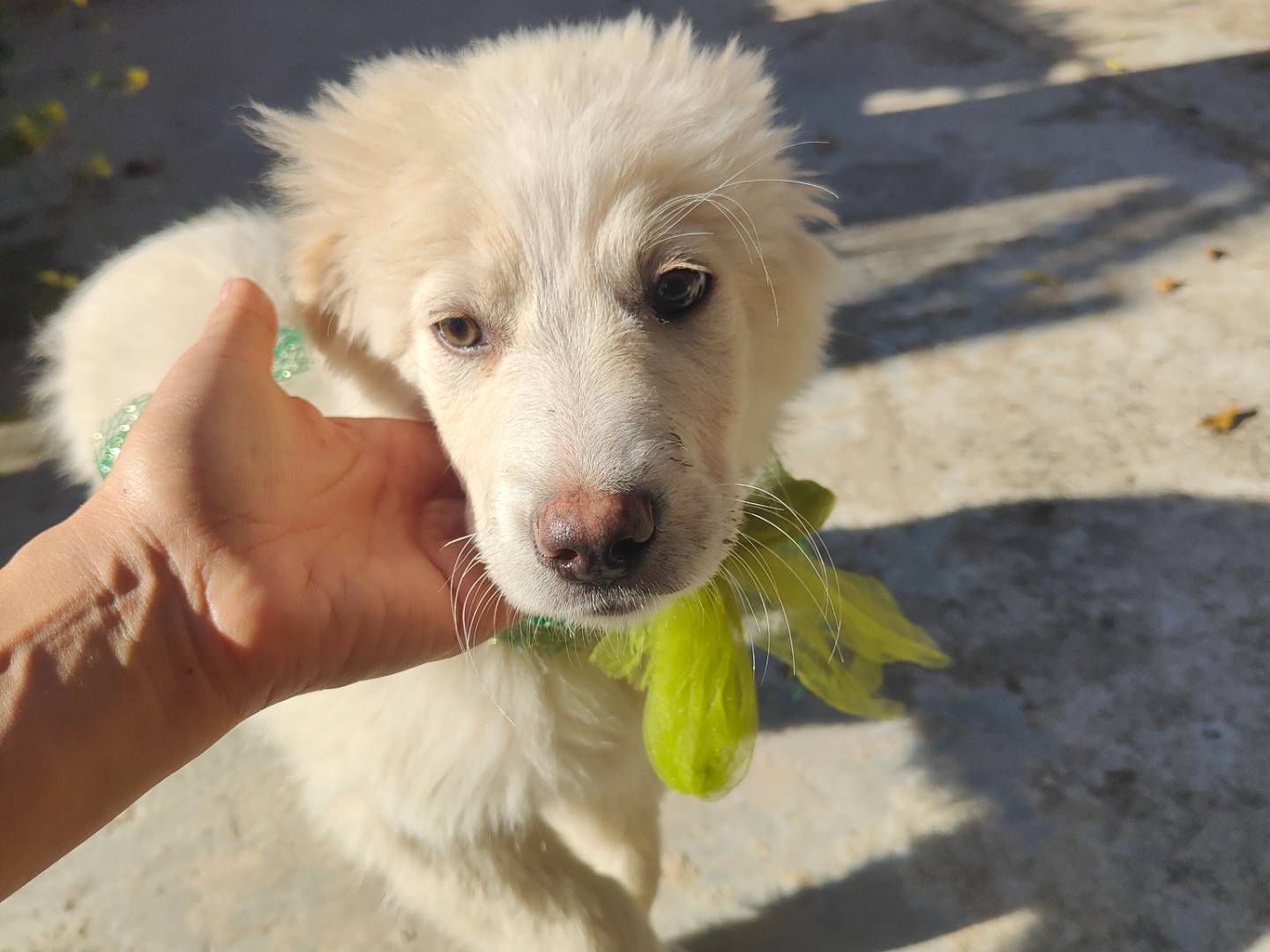 Adozione cane, maschio, Golden Retriever Pastore maremmano, 2 mesi, taglia grande, Vibo