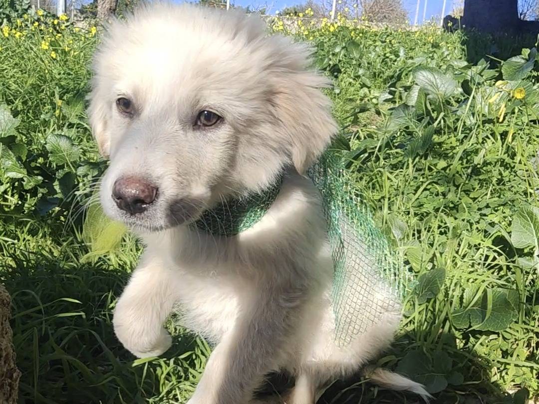 Adotta un cane, maschio, 2 mesi, Vibo