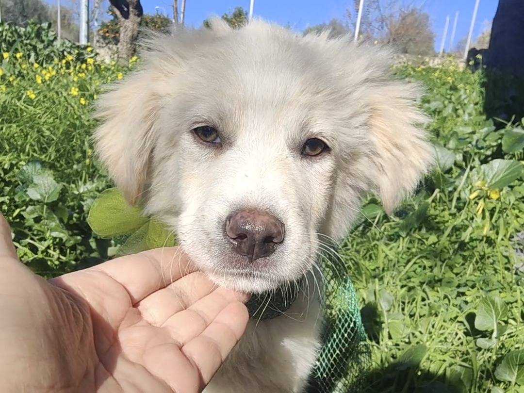 Vuoi adottare un cane a Vibo?