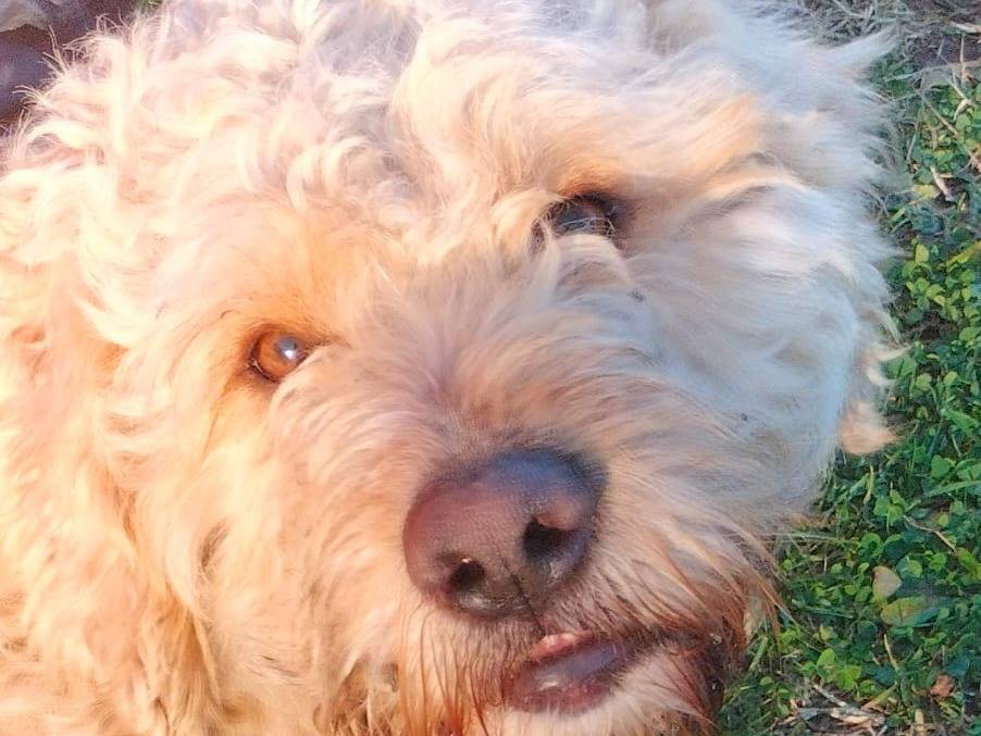 Adotta un cane, maschio, 1 anno e 6 mesi, Frosinone
