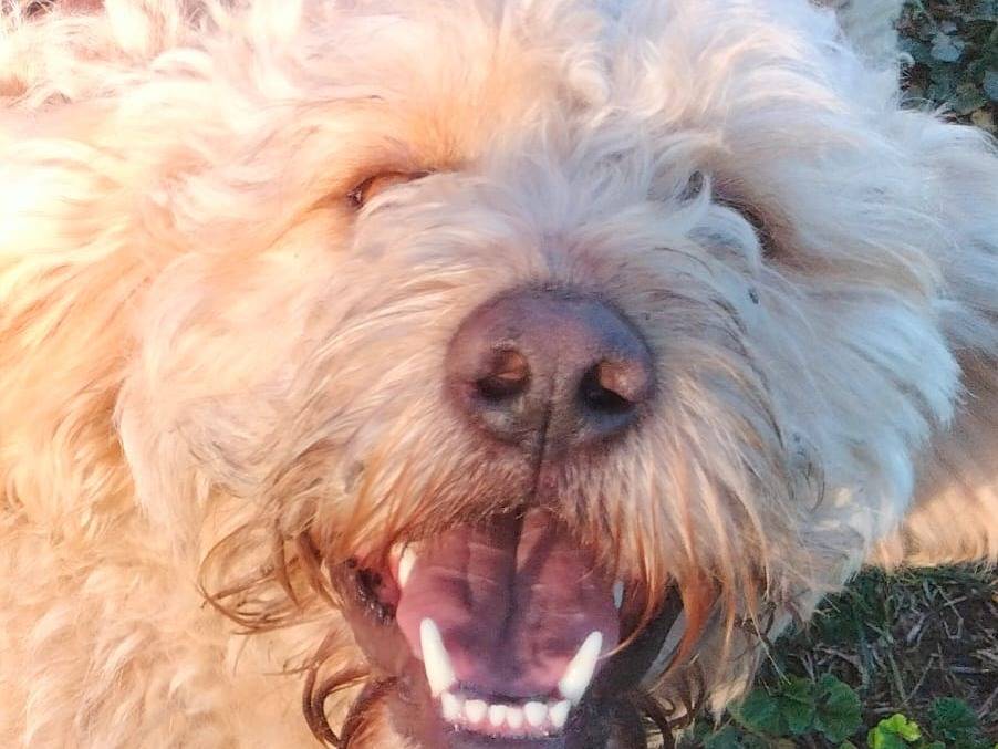 Adotta il cane FIOCCHINO a Frosinone