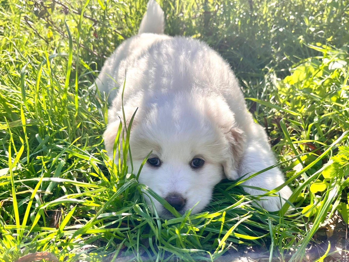 Adotta un cane, femmina, Età non disponibile, Bolzano
