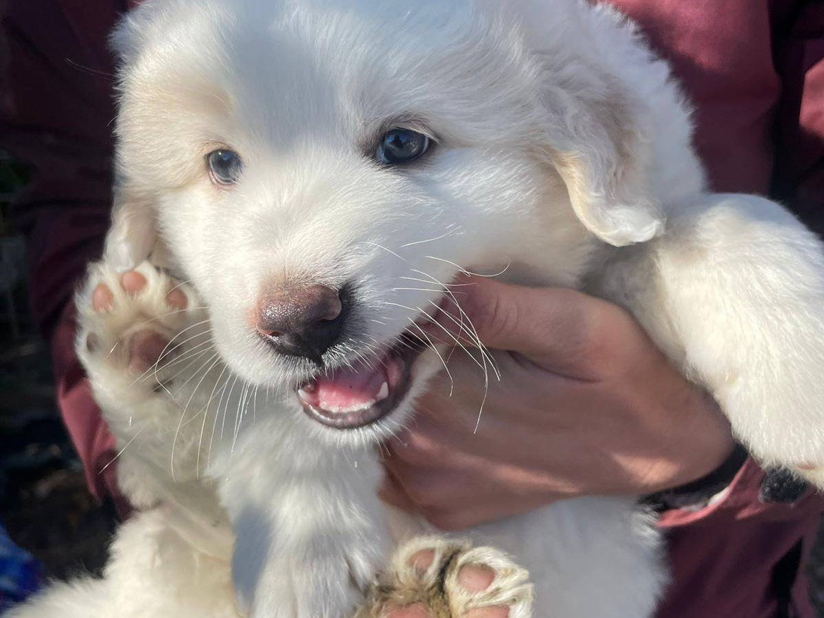 Adotta un cane, taglia grande, femmina, Bolzano