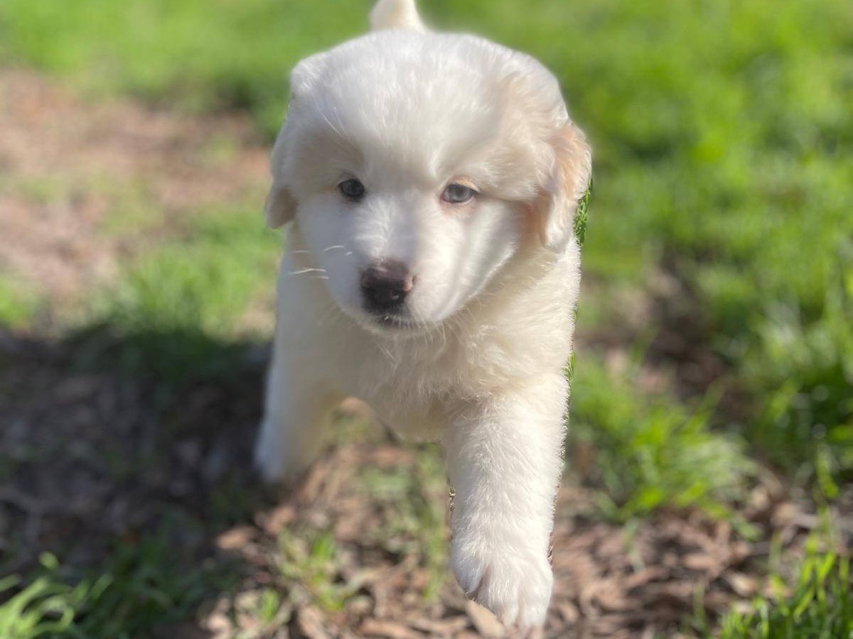 Vuoi adottare un cane a Bolzano?