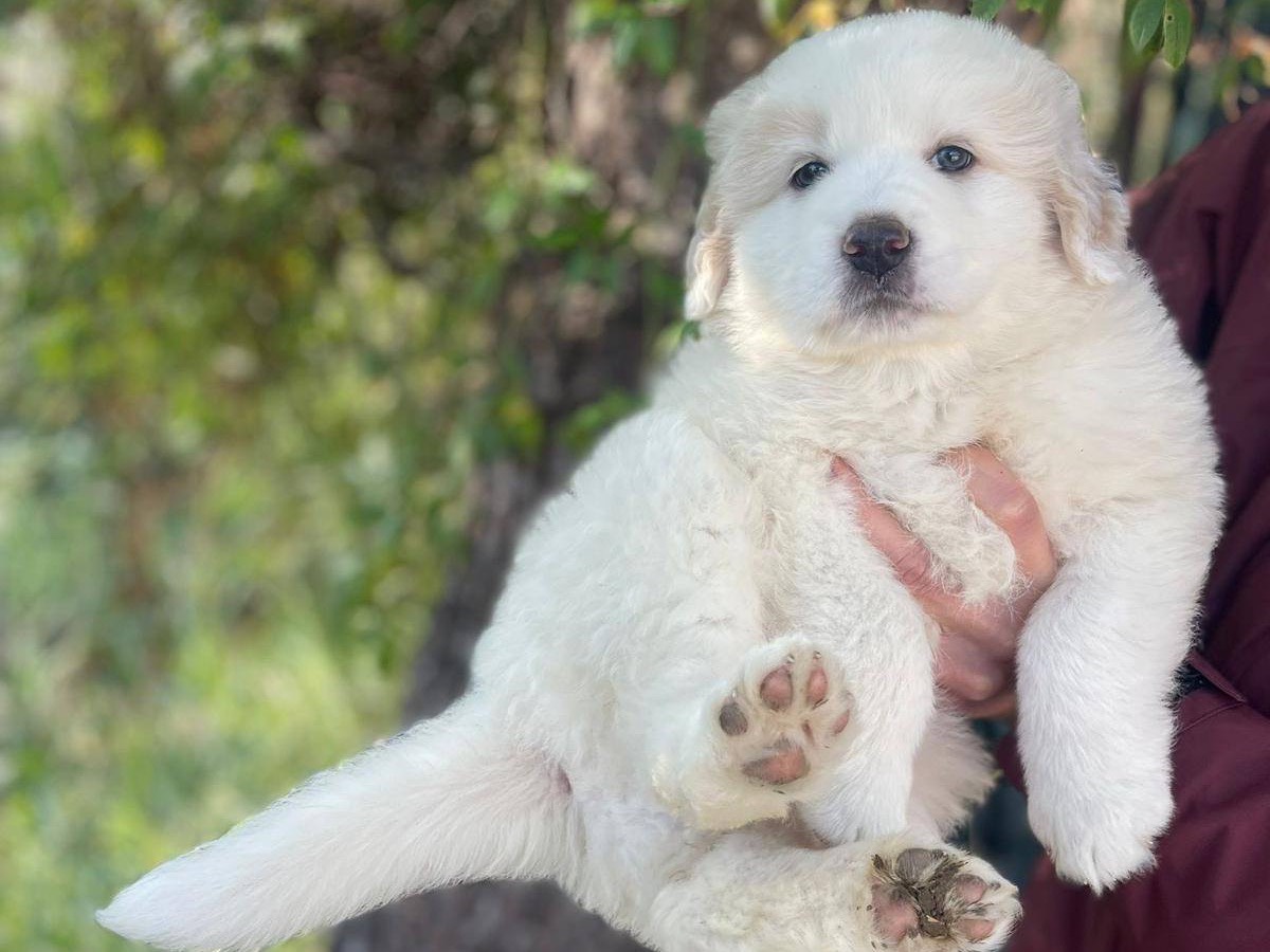 Adotta il cane Amal a Bolzano