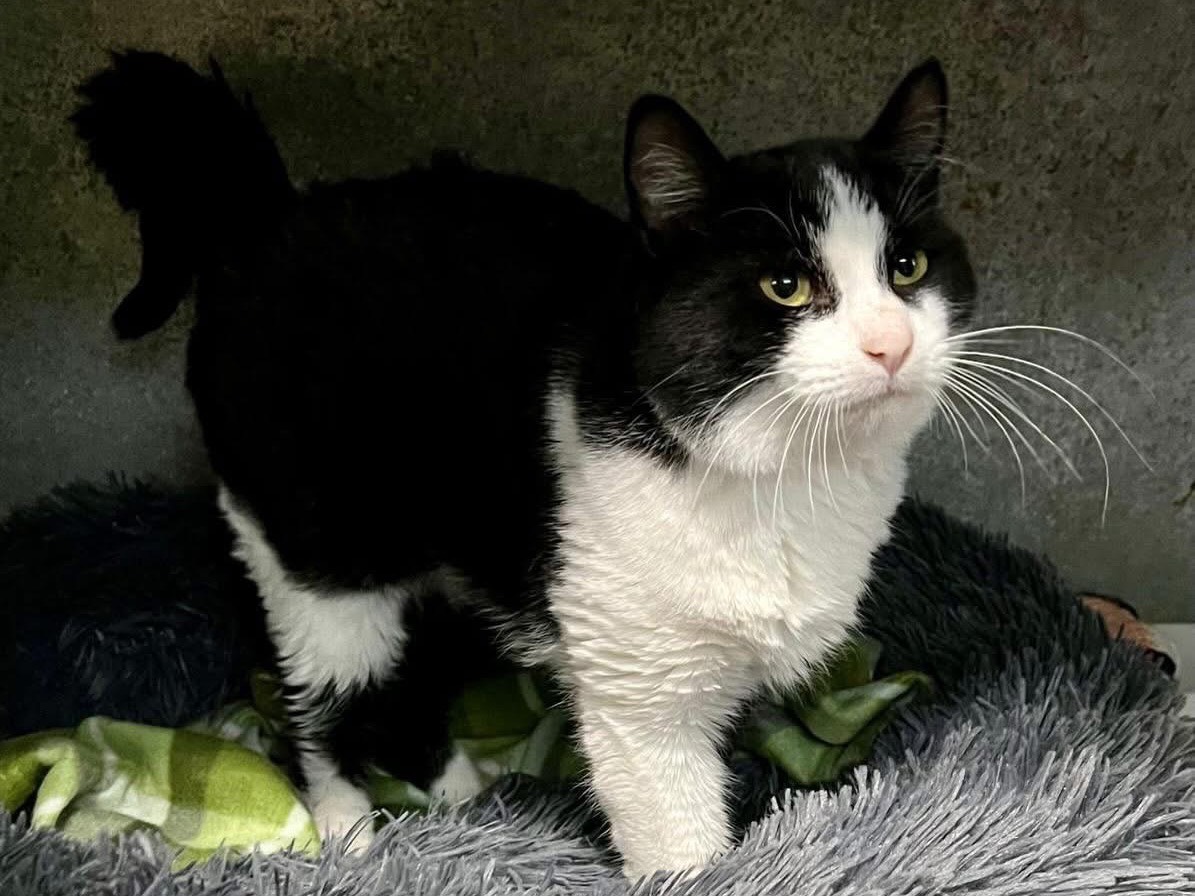 Adozione gatto, maschio, Razza sconosciuta Razza sconosciuta, 1 anno e 5 mesi, taglia non valida, Savona