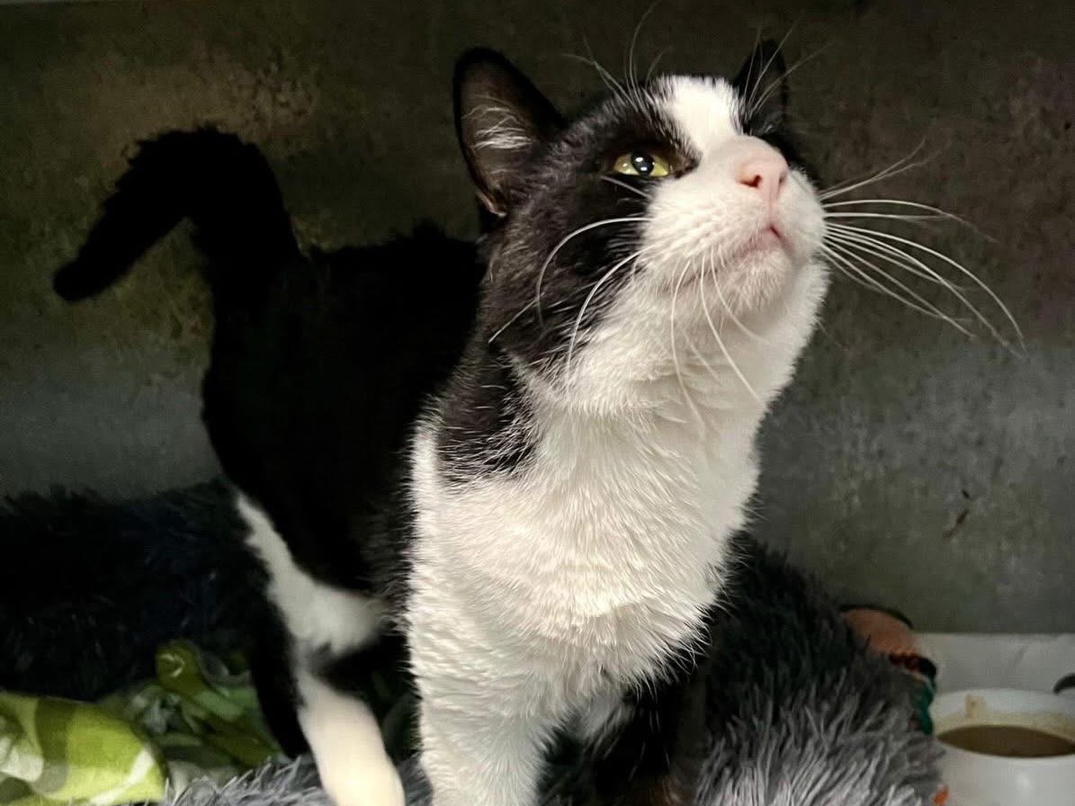 Adotta un gatto, taglia non valida, maschio, Savona