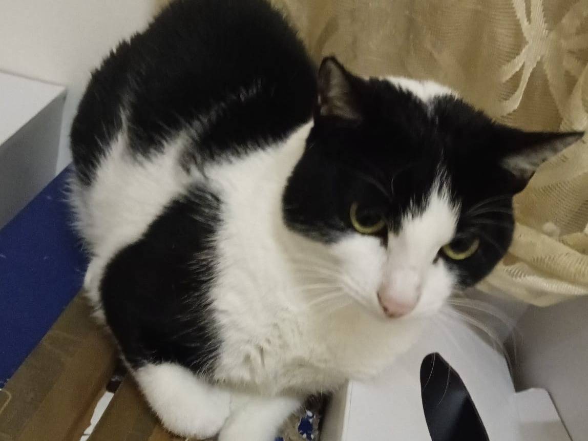 Adozione gatto, femmina, Razza sconosciuta Razza sconosciuta, 2 anni e 11 mesi, taglia non valida, Napoli