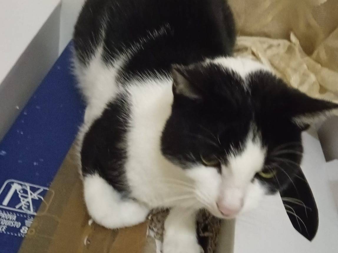 Adotta un gatto, femmina, 2 anni e 11 mesi, Napoli