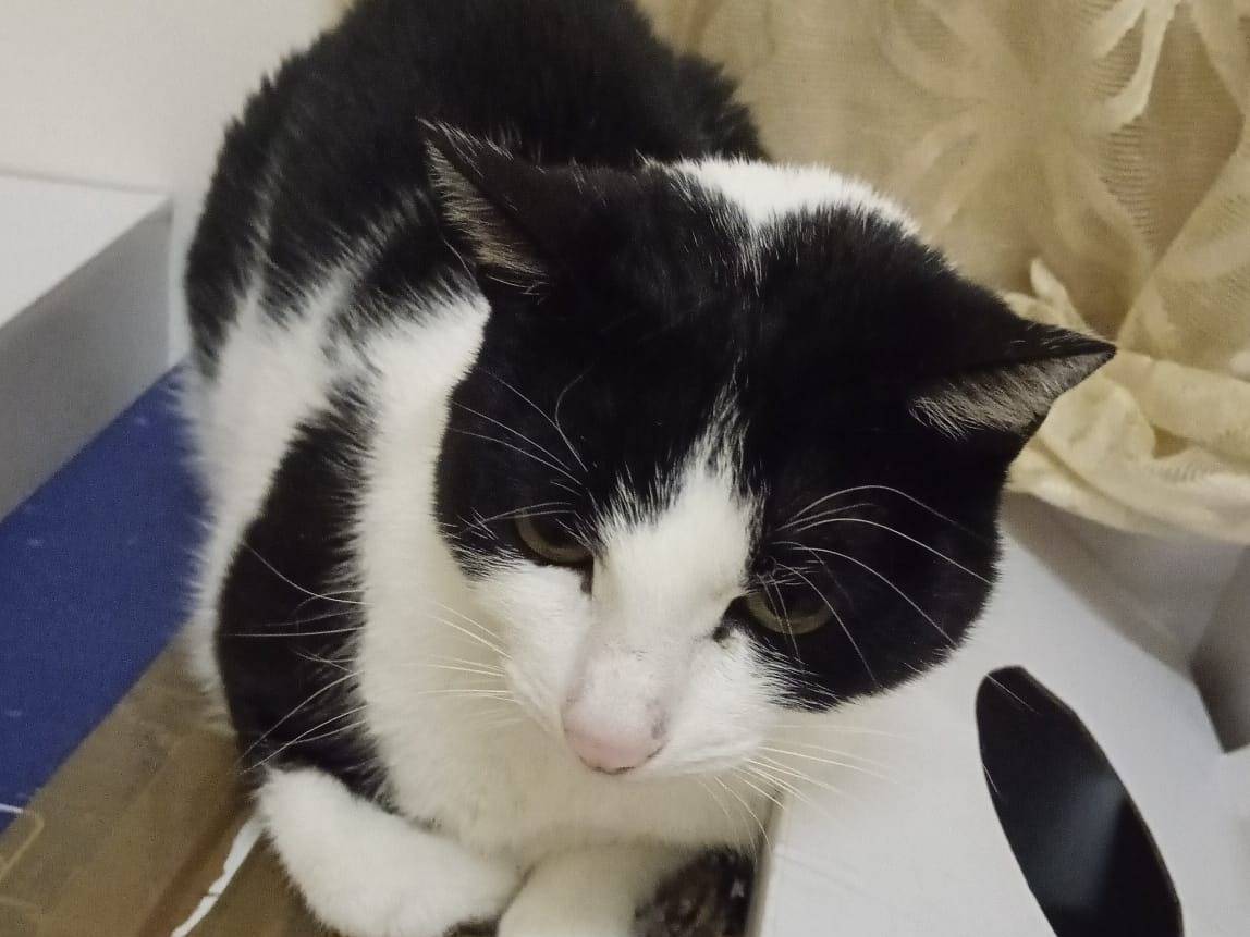 Adotta un gatto, taglia non valida, femmina, Napoli