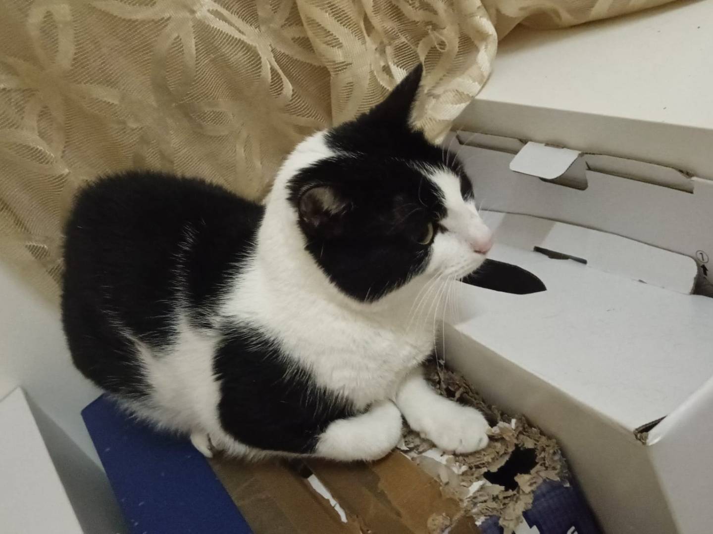 Vuoi adottare un gatto a Napoli?