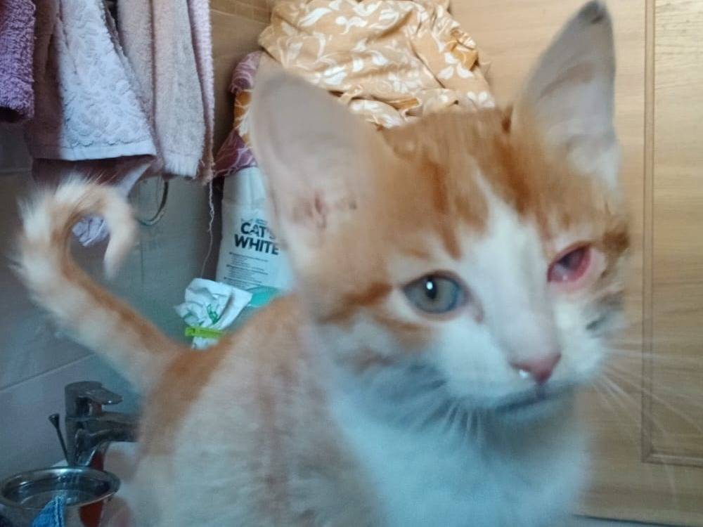 Adozione gatto, maschio, Razza sconosciuta Razza sconosciuta, 3 mesi, taglia non valida, Napoli