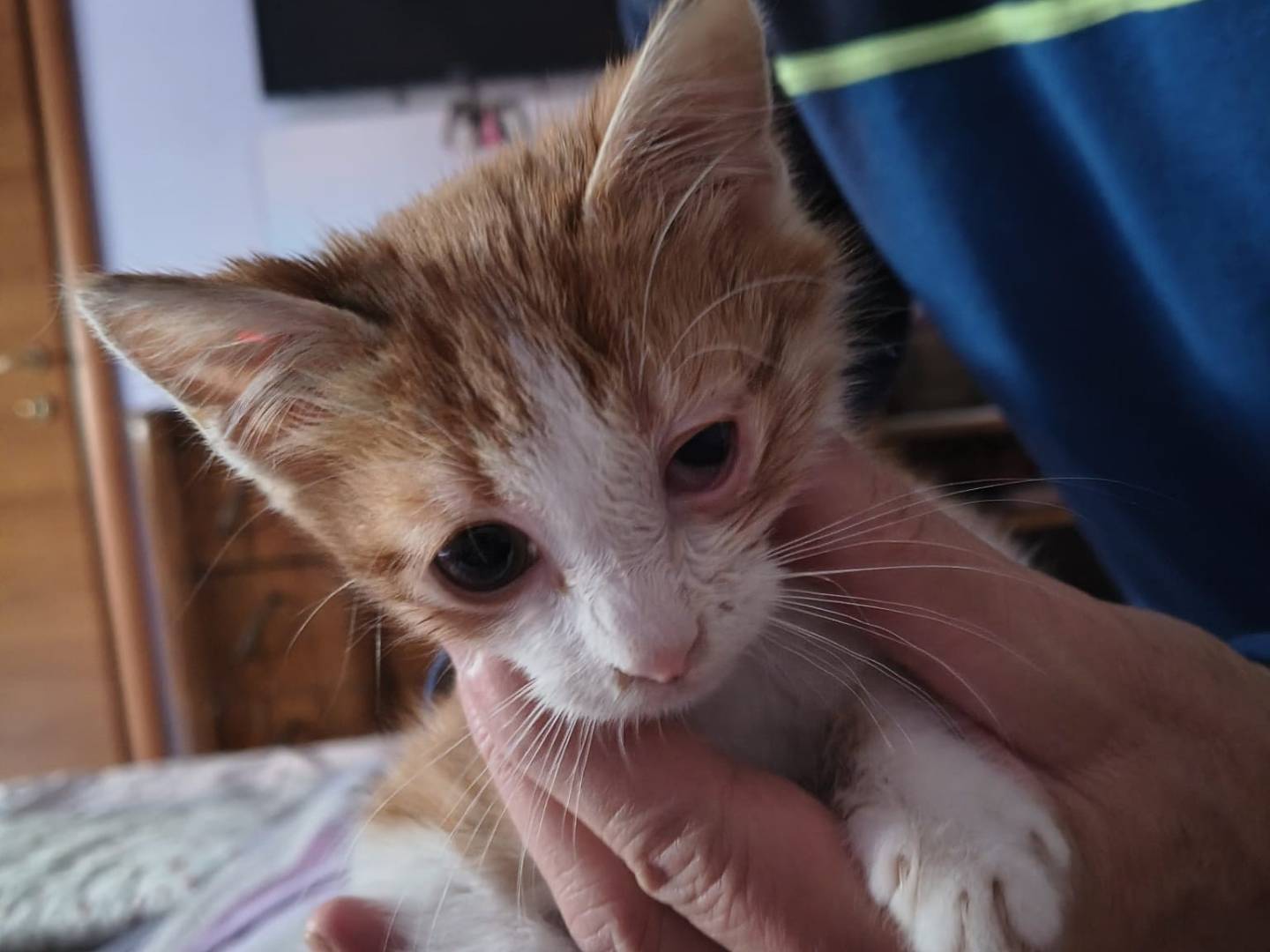Adotta un gatto, maschio, 3 mesi, Napoli
