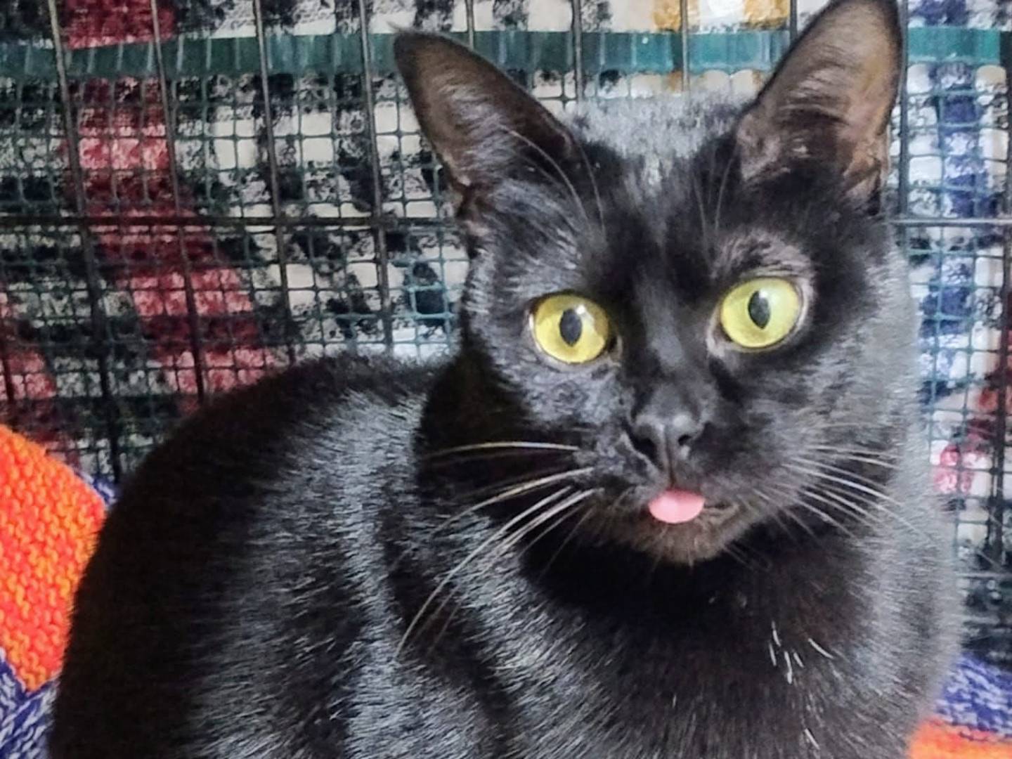 Adozione gatto, femmina, Razza sconosciuta Razza sconosciuta, 2 anni, taglia non valida, Napoli