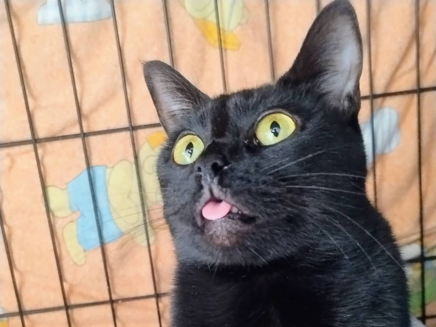 Vuoi adottare un gatto a Napoli?