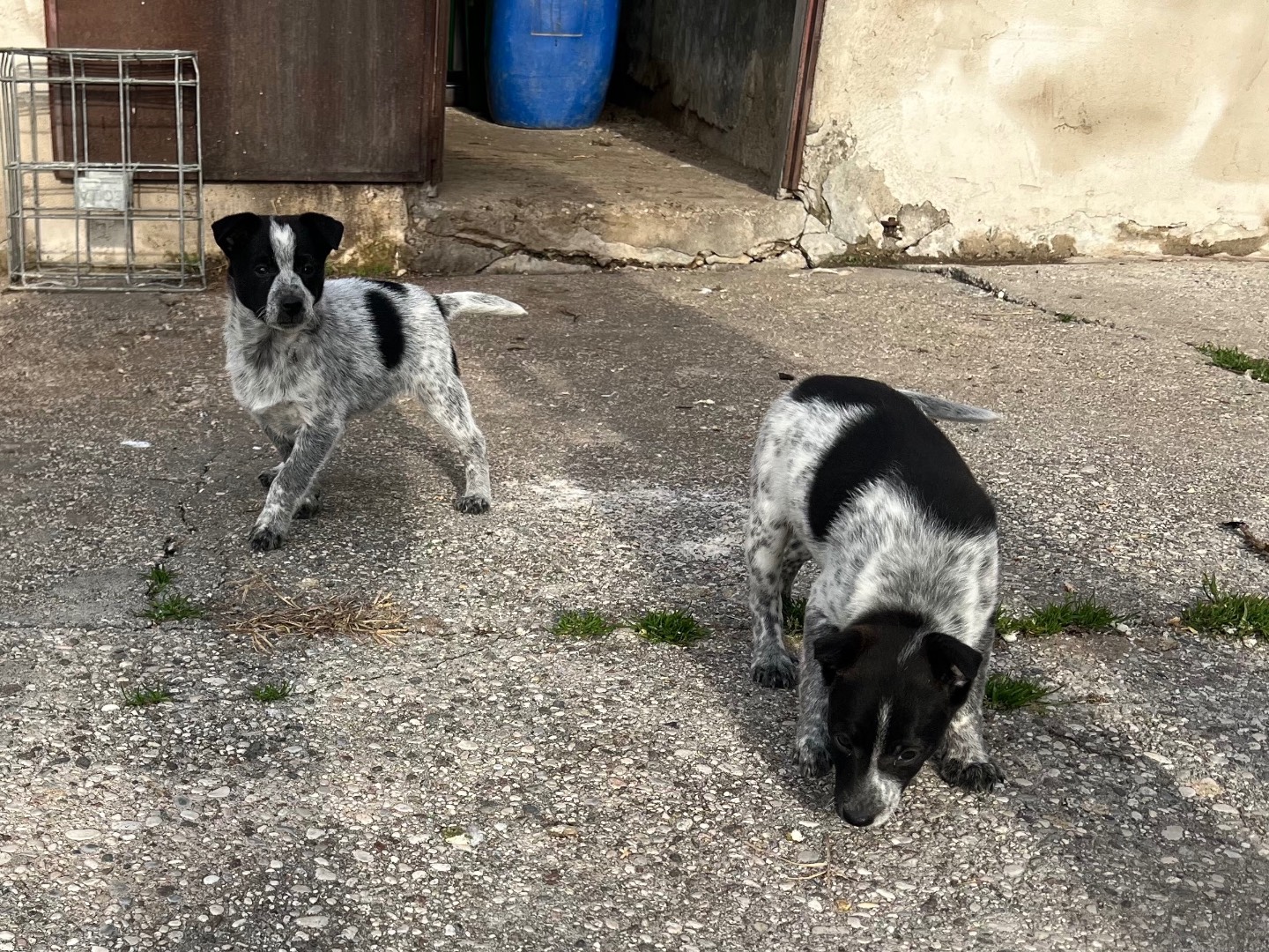 Adozione cane, maschio, Razza sconosciuta Razza sconosciuta, 4 mesi, taglia piccola, Verona