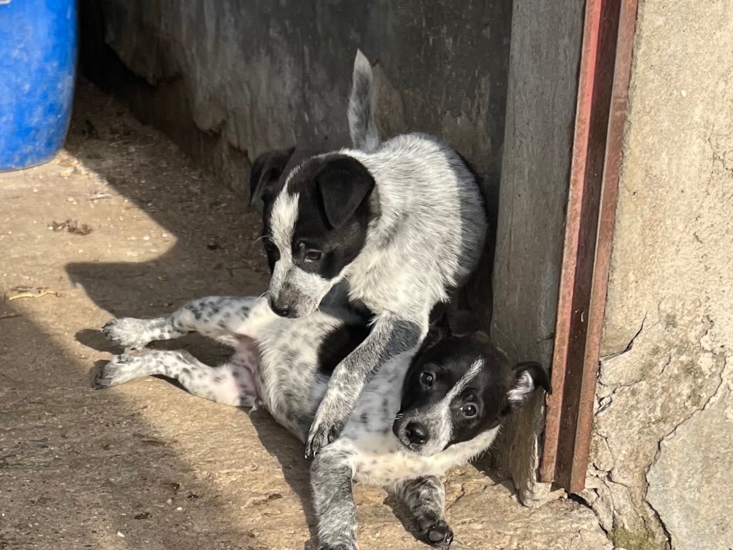 Adotta un cane, maschio, 4 mesi, Verona