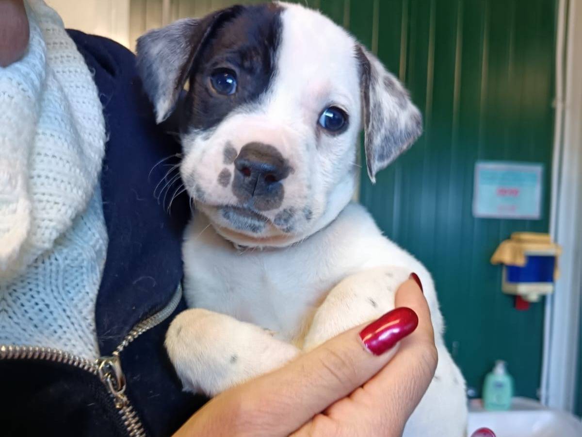 Adozione cane, maschio, Razza sconosciuta Razza sconosciuta, 1 mesi, taglia media, Pisa