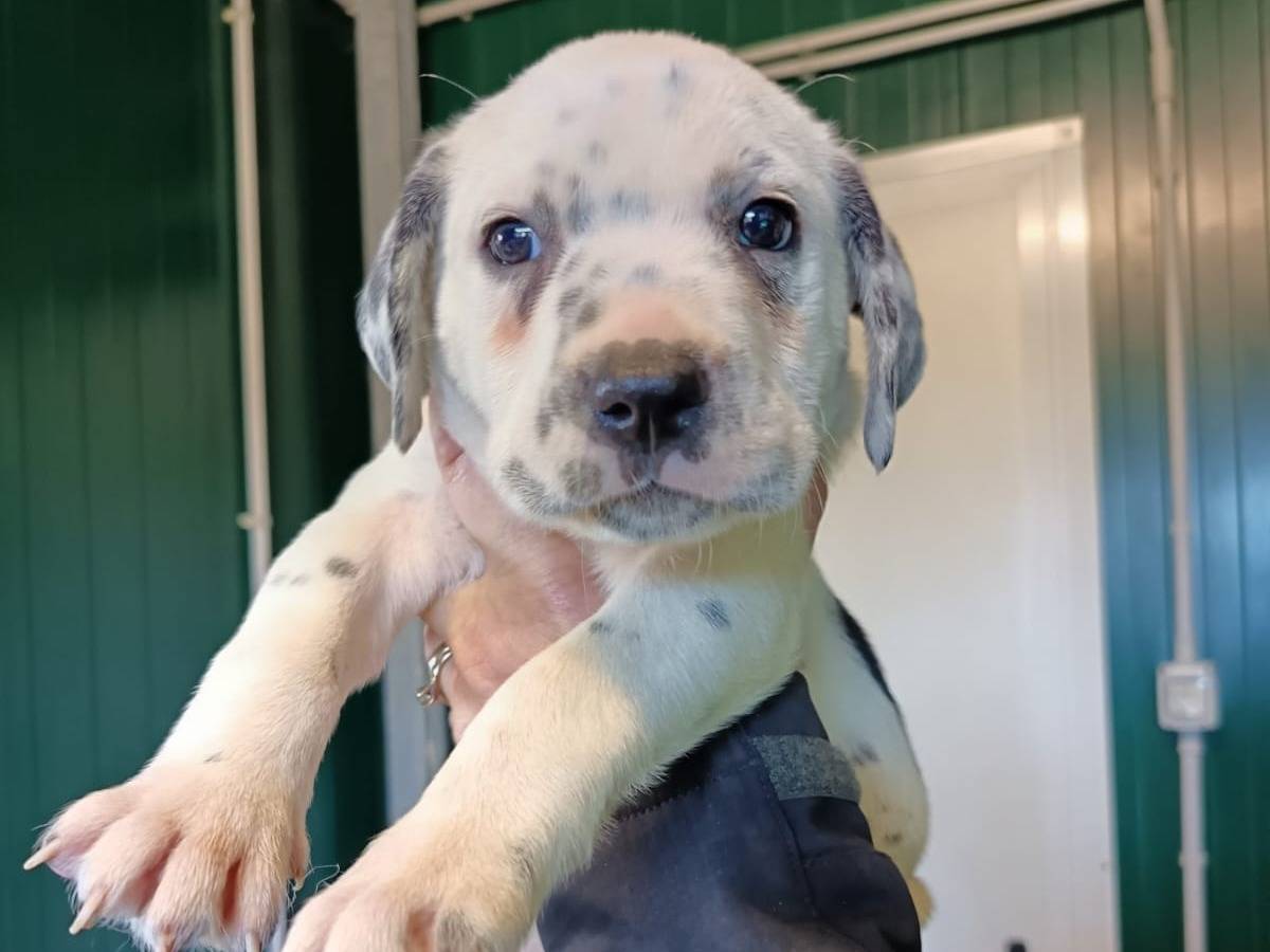 Adozione cane, maschio, Razza sconosciuta Razza sconosciuta, 1 mesi, taglia media, Pisa