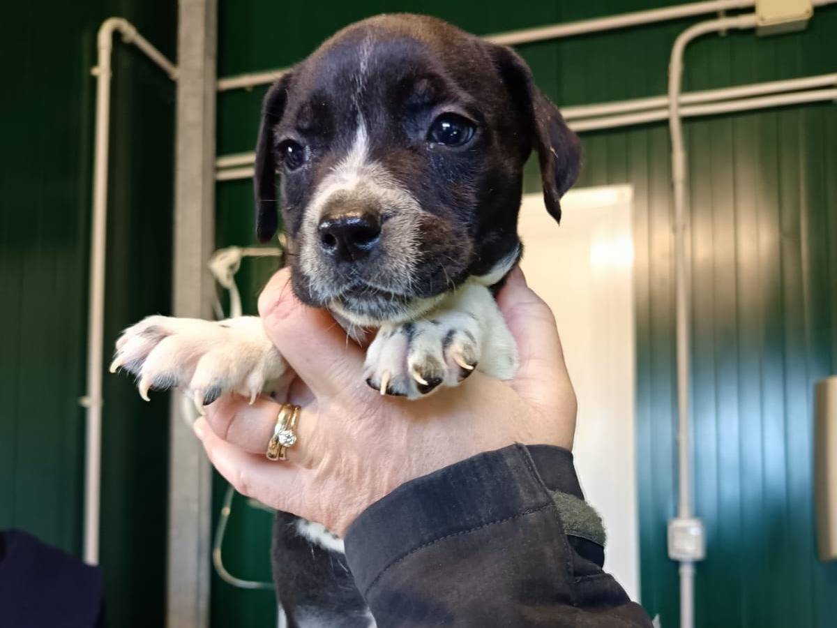 Adozione cane, maschio, Razza sconosciuta Razza sconosciuta, 1 mesi, taglia media, Pisa