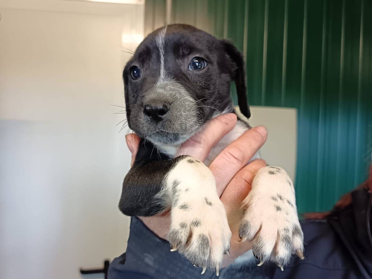 Adozione cane, maschio, Razza sconosciuta Razza sconosciuta, 1 mesi, taglia media, Pisa