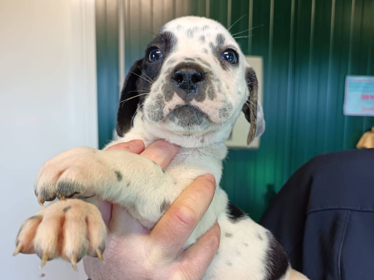 Adozione cane, maschio, Razza sconosciuta Razza sconosciuta, 1 mesi, taglia media, Pisa