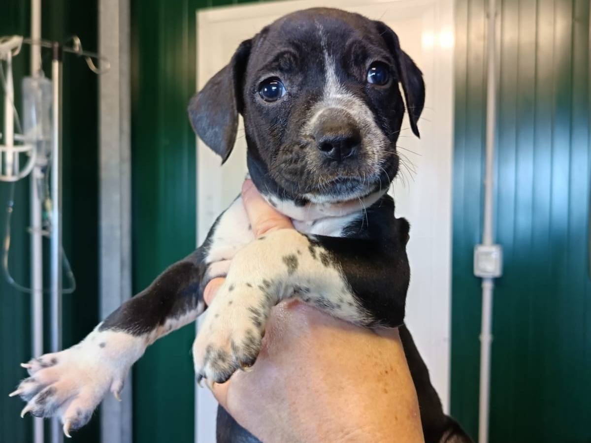 Adozione cane, femmina, Razza sconosciuta Razza sconosciuta, 1 mesi, taglia media, Pisa