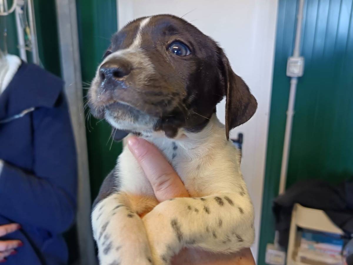 Adozione cane, femmina, Razza sconosciuta Razza sconosciuta, 1 mesi, taglia media, Pisa