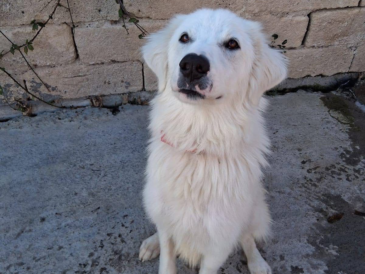 Adozione cane, maschio, Pastore maremmano Razza sconosciuta, 11 mesi, taglia grande, Siracusa